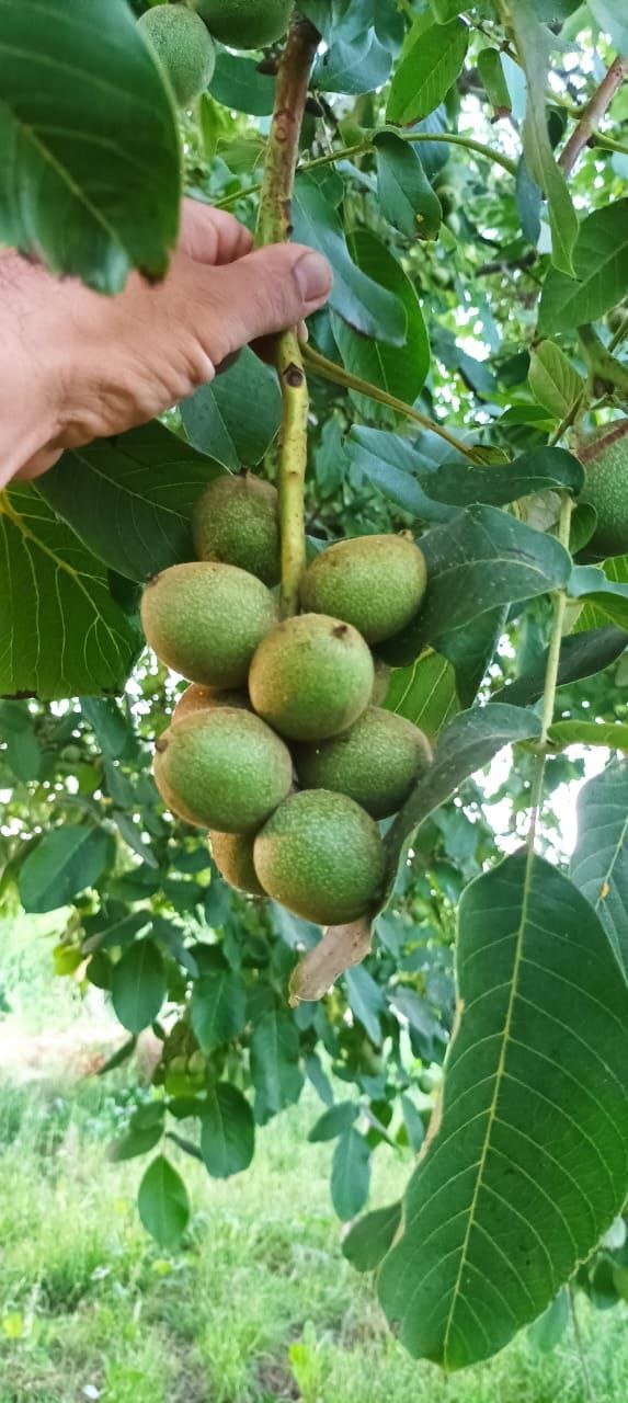 خرید نهال گردو ژنوتیپ ارغوان تیپ ۷ نهالی پربار و زودبازده خرید نهال گردو ژنوتیپ ارغوان تیپ ۷ نهالی پربار و زودبازده