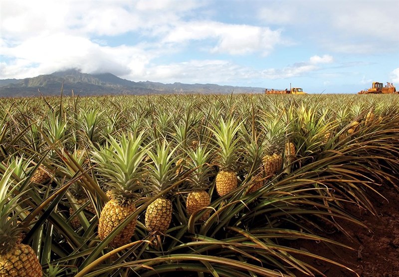 مزرعه آناناس در چابهار سیستان و بلوچستان