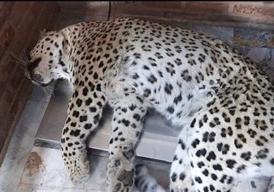 مرگ پلنگ قائمشهری پس از شلیک گلوله بیهوشی مرگ پلنگ قائمشهری پس از شلیک گلوله بیهوشی
