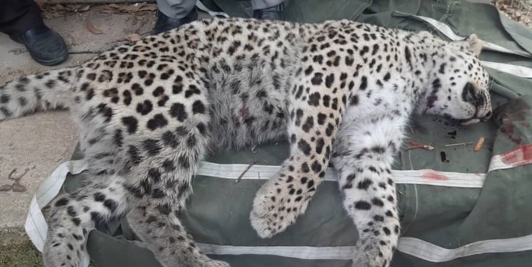 جنجال جدید درباره پلنگ قائم شهر جنجال جدید درباره پلنگ قائم شهر