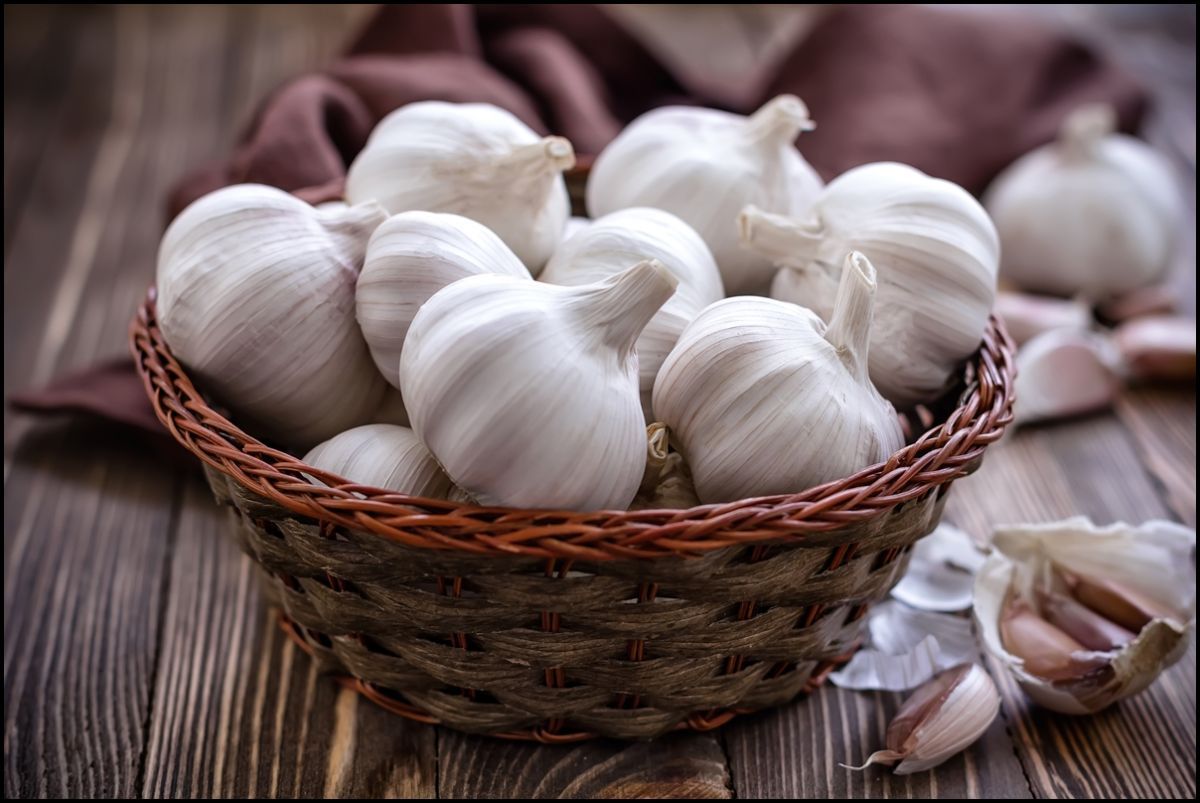 چرا سیر بخوریم؟ چرا سیر بخوریم؟