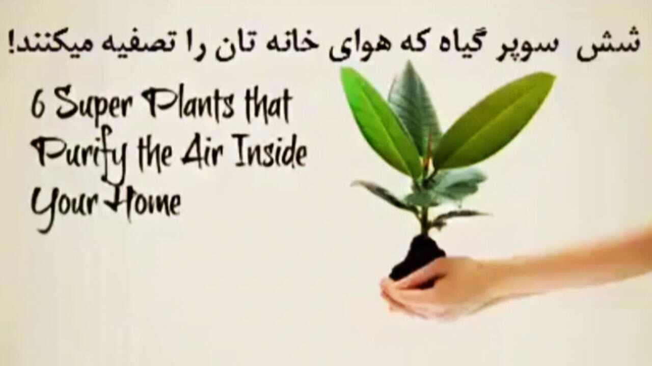 ۶ گیاه آپارتمانی که هوای خانه را تصفیه میکنند! + فیلم ۶ گیاه آپارتمانی که هوای خانه را تصفیه میکنند! + فیلم