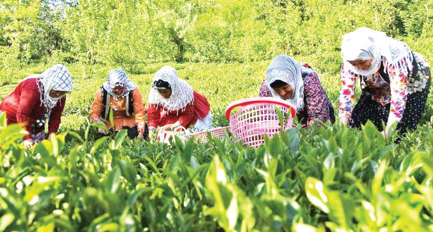 افزایش ۴۹ درصدی واردات چای افزایش ۴۹ درصدی واردات چای