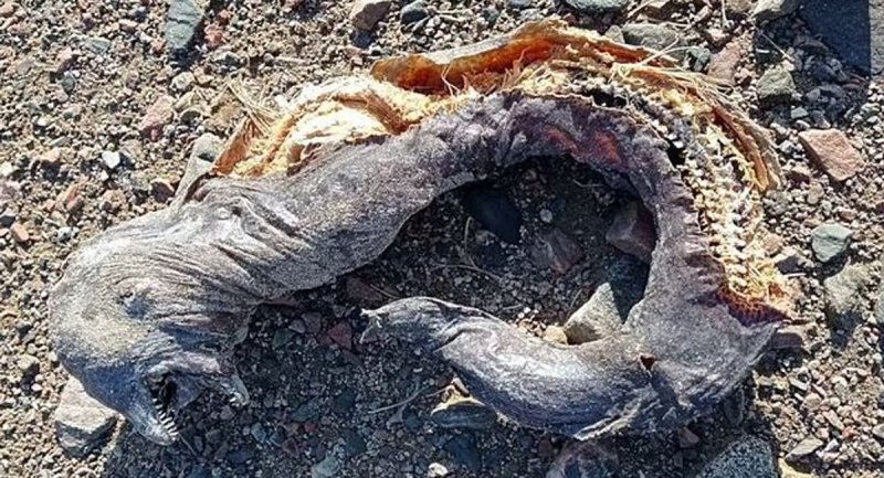 کشف موجودی اسرارآمیز با دو آرواره و بدون چشم در سواحل مصر + عکس کشف موجودی اسرارآمیز با دو آرواره و بدون چشم در سواحل مصر + عکس