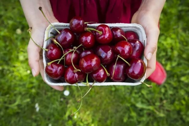خاصیت معجزه آسای گیلاس خاصیت معجزه آسای گیلاس