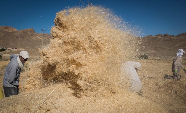 مرداد نرخ خرید تضمینی گندم سال آینده اعلام می شود مرداد نرخ خرید تضمینی گندم سال آینده اعلام می شود