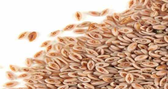 اسفرزه؛ گیاه شفابخش در طب سنتی اسفرزه؛ گیاه شفابخش در طب سنتی