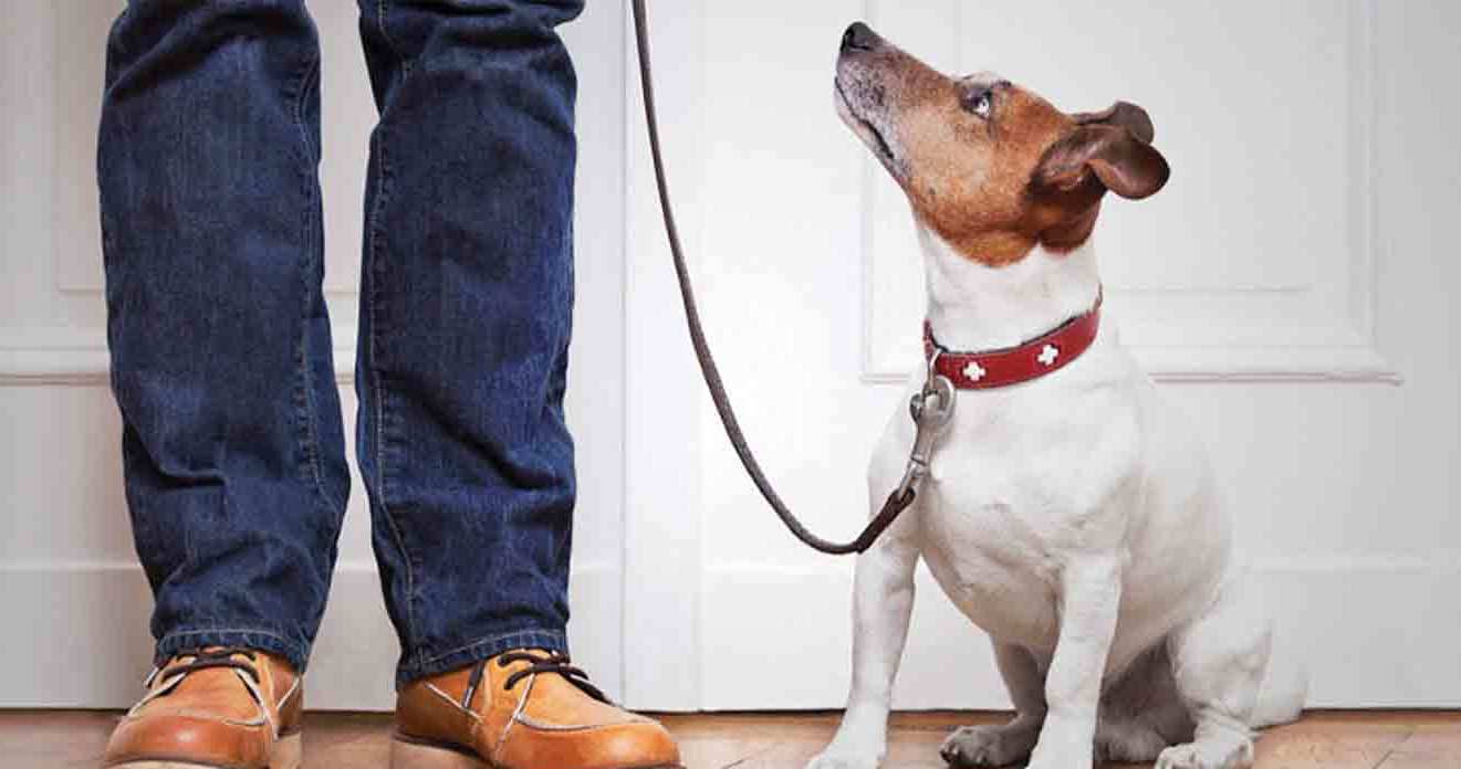 حیوان خانگی بیشتر خارجی ها چیه؟ حیوان خانگی بیشتر خارجی ها چیه؟