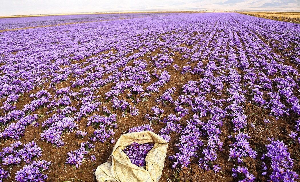 هشدار گرمای هوا به باغداران و زعفران کاران هشدار گرمای هوا به باغداران و زعفران کاران