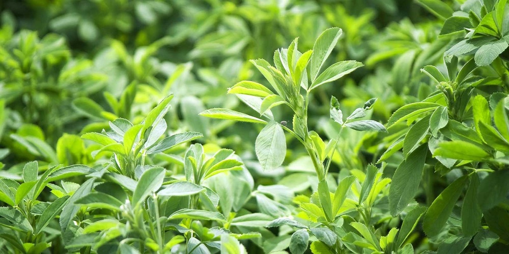 لاغری با یونجه و اثرات چربی سوزی آن لاغری با یونجه و اثرات چربی سوزی آن
