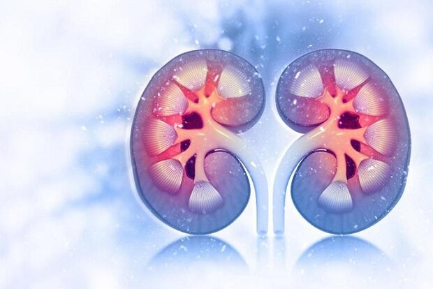 بهترین تغذیه برای سلامت کلیه ها