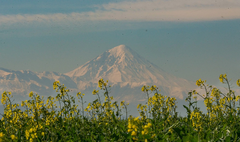 تلاش‌ برای تسویه به موقع مطالبات کلزاکاران