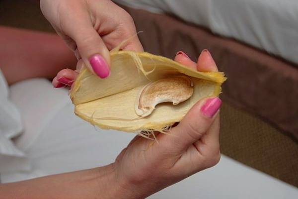 چطوری هسته انبه بکارم؟ چطوری هسته انبه بکارم؟