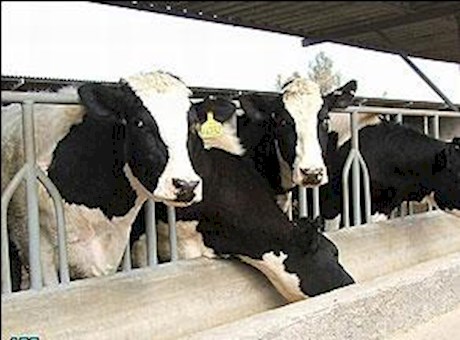 تورم بیش از 97 درصدی قیمت تولیدکننده گاوداریهای صنعتی تورم بیش از 97 درصدی قیمت تولیدکننده گاوداریهای صنعتی