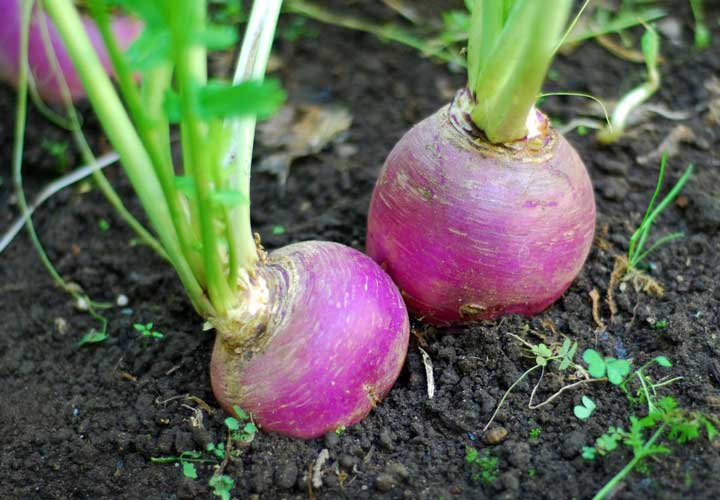 توی خونه میشه میوه و سبزی بکارم؟ / بهترین محصولات برای کاشت در فصل گرما