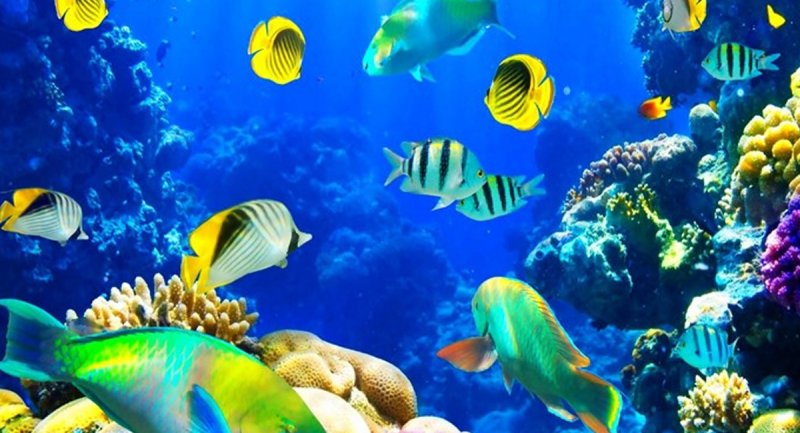 کشف موجودی عجیب الخلقه در اعماق دریا + عکس