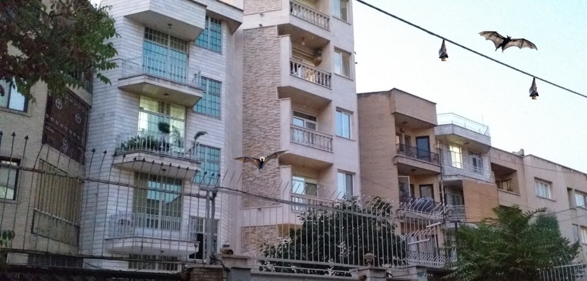 حمله خفاش ها به غرب تهران + فیلم حمله خفاش ها به غرب تهران + فیلم