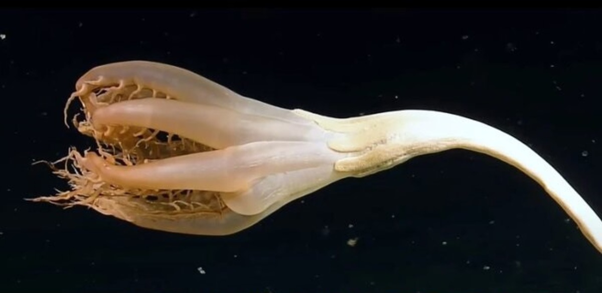 مشاهده یک موجود عجیب شاخک دار در اعماق اقیانوس آرام + فیلم