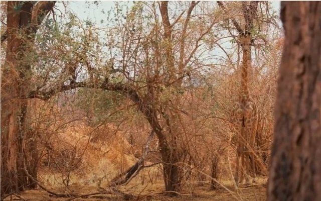 تست بینایی؛ در ۶ شماره زرافه را پیدا کنید تست بینایی؛ در ۶ شماره زرافه را پیدا کنید