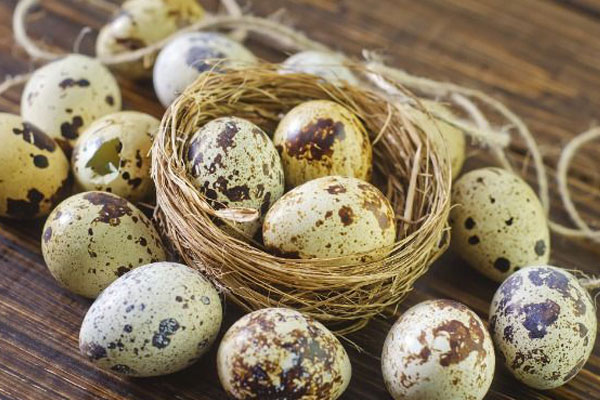 تخم بلدرچین به کودکان بدهیم یا نه؟ + ارزش غذایی و عوارض تخم بلدرچین به کودکان بدهیم یا نه؟ + ارزش غذایی و عوارض