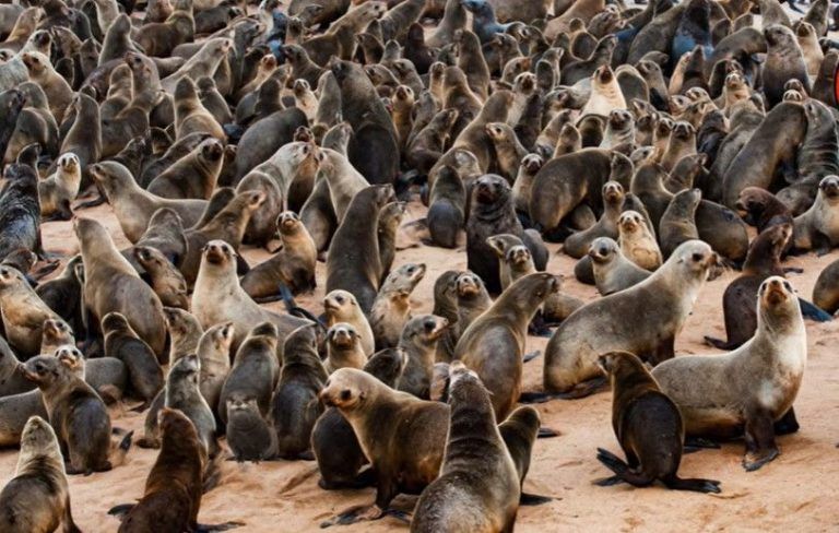 تست بینایی سخت؛ سمور پنهان شده در تصویر را پیدا کنید!