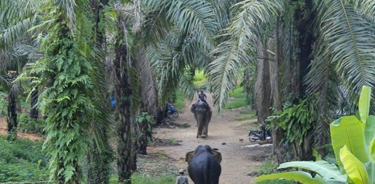 تست بینایی؛ دقیق ترین افراد ببر را می بینند تست بینایی؛ دقیق ترین افراد ببر را می بینند