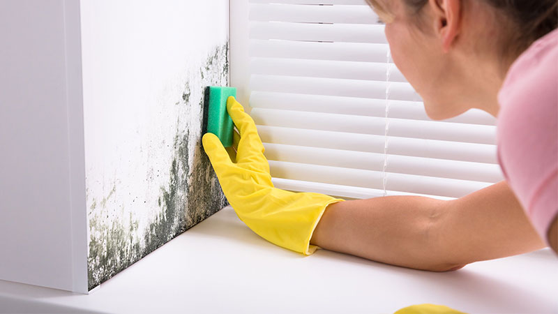 «کپک» ها در خانه چه خطراتی دارد؟ + انواع و راه حل