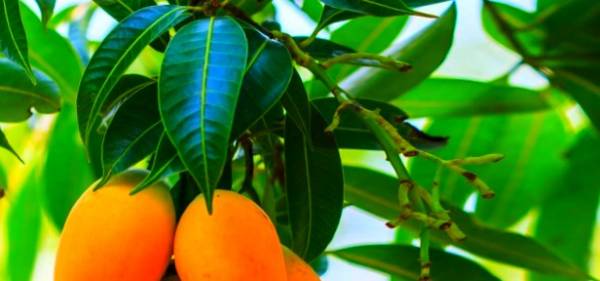 خواص فوق العاده برگ انبه