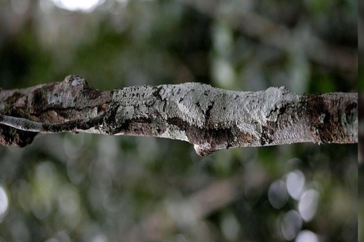 تست بینایی؛ بعید است بتوانید مارمولک گمشده در این تصویر را پیدا کنید