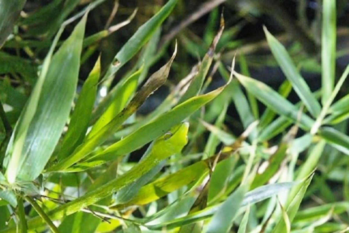 تست بینایی؛ زیر ۱۰ ثانیه مار را در این تصویر پیدا کنید