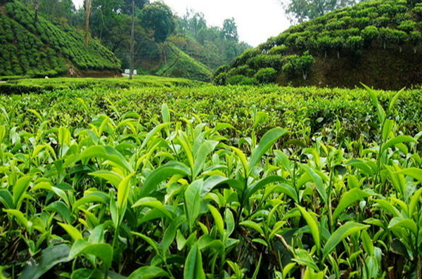 پرداخت ۸۶ درصد از مطالبات چایکاران کشور