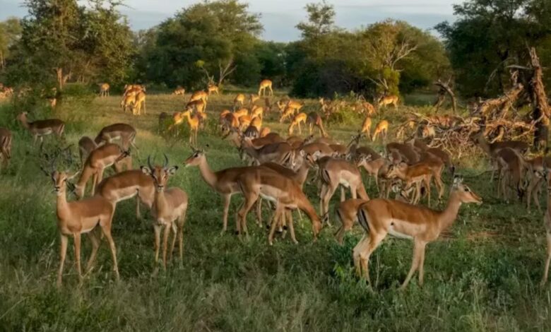 تست بینایی؛ ۱۲ ثانیه برای دیدن شیر فرصت دارید