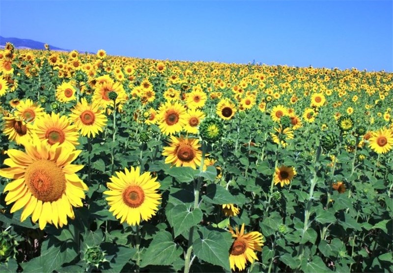 همه چیز درباره پرورش آفتابگردان