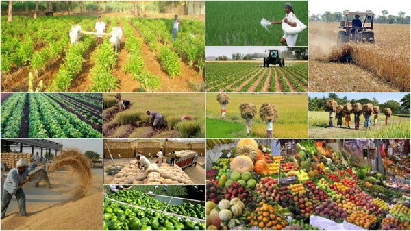 «الگوی کِشت» رونمایی شد «الگوی کِشت» رونمایی شد