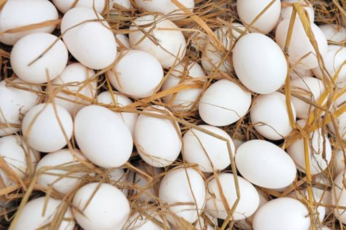 قیمت جدید تخم مرغ هفته آینده اعلام میشود/ واردات تخم مرغ لغو شد قیمت جدید تخم مرغ هفته آینده اعلام میشود/ واردات تخم مرغ لغو شد