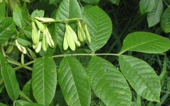 خواص زبان گنجشک در دفع سنگ کلیه +روش استفاده خواص زبان گنجشک در دفع سنگ کلیه +روش استفاده