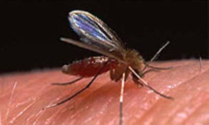 پشه ها چه کسانی را بیشتر دوست دارند‌؟