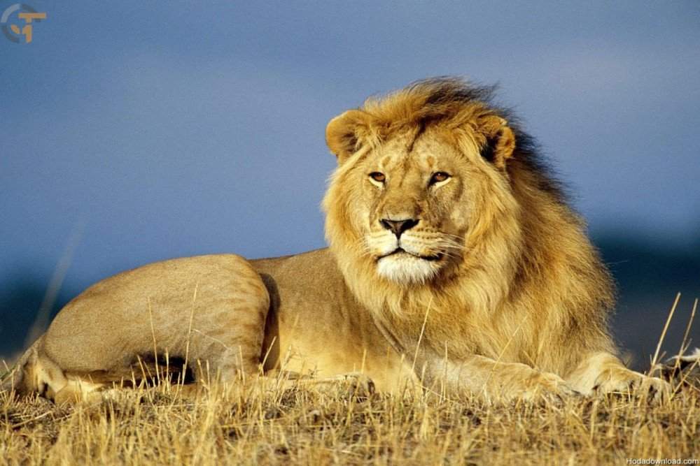 فرار ۵ شیر از باغ وحش! فرار ۵ شیر از باغ وحش!