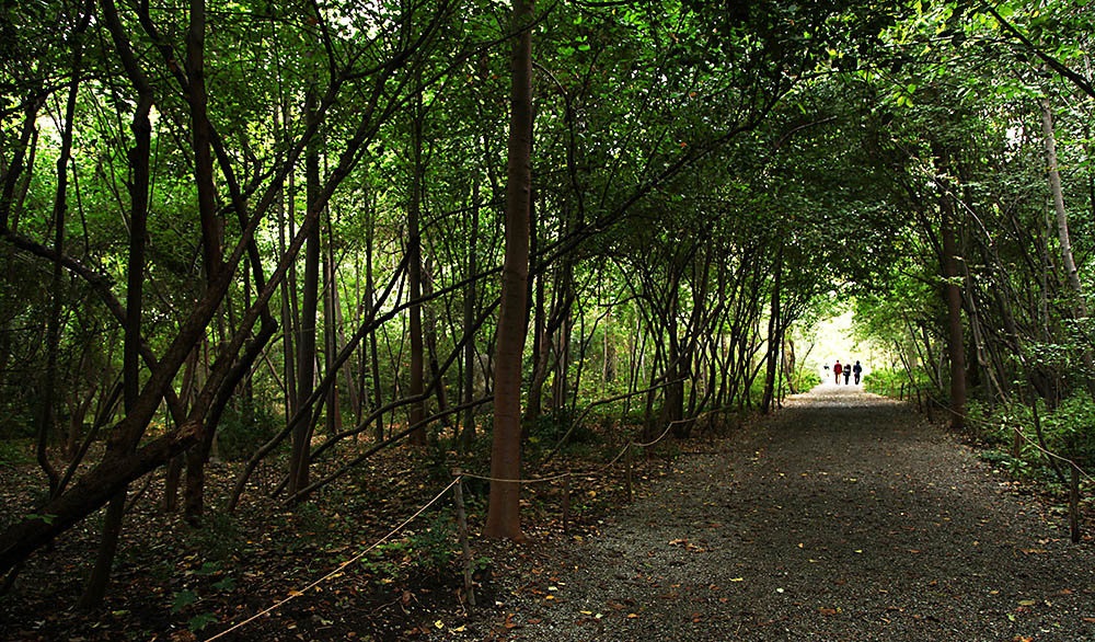 باغ گیاه‌شناسی در آینده نزدیک نابودخواهد شد / آقایان مسئول نوشدارو بعد از مرگ سهراب فایده ای ندارد