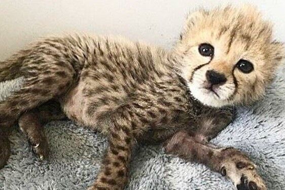 چرا رها سازی پیروز خطرناک است؟ چرا رها سازی پیروز خطرناک است؟