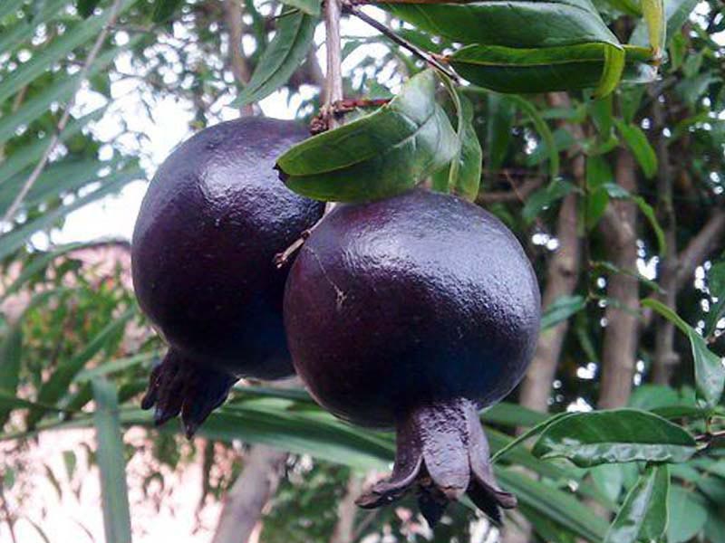 «انار سیاه» دارویی شگفت انگیز و خوشمزه «انار سیاه» دارویی شگفت انگیز و خوشمزه