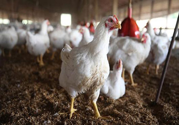 پرداخت 300 میلیارد تومان تسهیلات به اتحادیههای مرغ گوشتی پرداخت 300 میلیارد تومان تسهیلات به اتحادیههای مرغ گوشتی