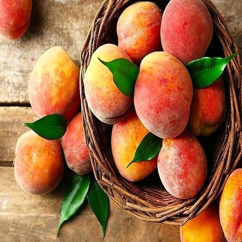 ۱۰ میوه سمی خطرناک / این نوع هلو را مصرف نکنید ۱۰ میوه سمی خطرناک / این نوع هلو را مصرف نکنید