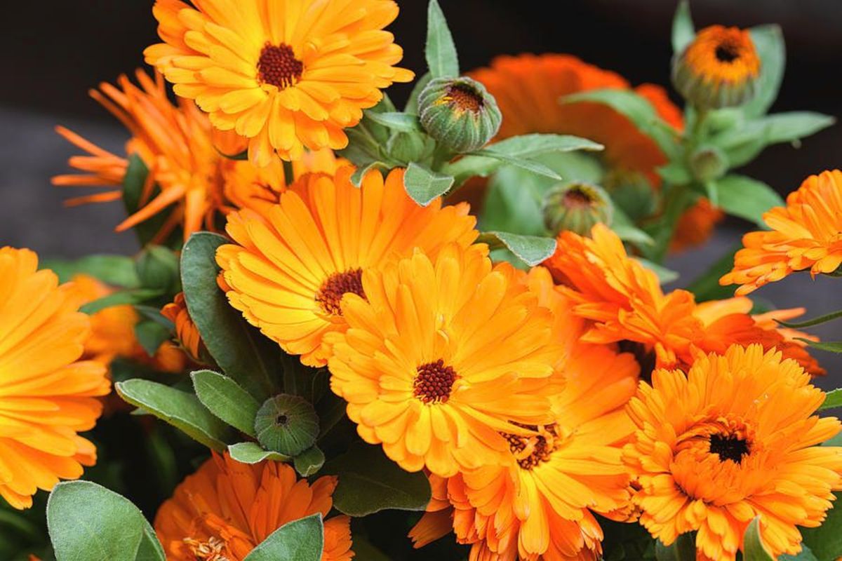 برای درمان «میخچه» چی خوبه؟ برای درمان «میخچه» چی خوبه؟