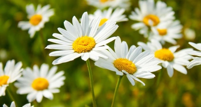 این ۱۰ گیاه را به جای مسکن بخورید این ۱۰ گیاه را به جای مسکن بخورید