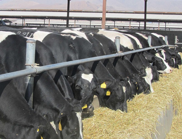 عدم تأمین ارز واردات، نهادهای خوراک دام را در مسیر گرانی بیشتر قرار داده است/ افزایش ۳۰ درصدی هزینه تمام شده تولید شیر عدم تأمین ارز واردات، نهادهای خوراک دام را در مسیر گرانی بیشتر قرار داده است/ افزایش ۳۰ درصدی هزینه تمام شده تولید شیر