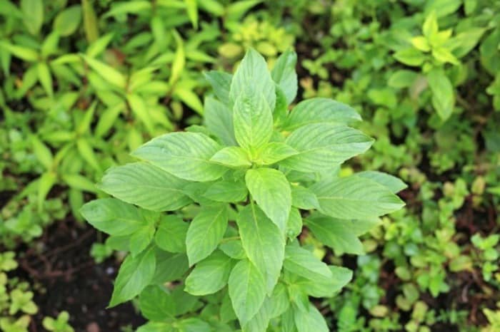 سبزی معطر با خواص درمانی معجزه آسا و طبع گرم سبزی معطر با خواص درمانی معجزه آسا و طبع گرم