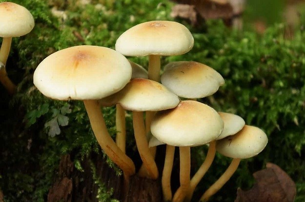 عوارض خطرناک مسمومیت ناشی از مصرف قارچ های سمّی عوارض خطرناک مسمومیت ناشی از مصرف قارچ های سمّی