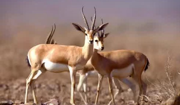 از تماشای این آهوی زیبای ایرانی سیر نمی شوید + فیلم از تماشای این آهوی زیبای ایرانی سیر نمی شوید + فیلم