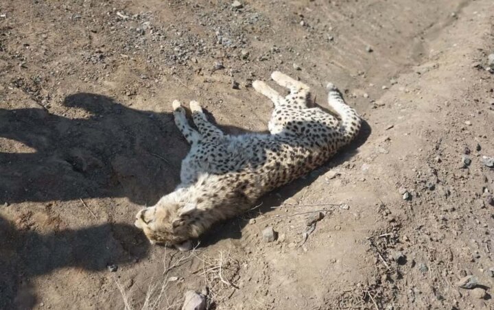 تلف شدن یک قلاده پوزیلنگ بر اثر تصادف در جاده سمنان + عکس تلف شدن یک قلاده پوزیلنگ بر اثر تصادف در جاده سمنان + عکس